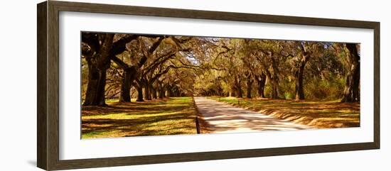 Trees in a Garden, Boone Hall Plantation, Mount Pleasant, Charleston, South Carolina, USA-null-Framed Photographic Print