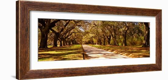 Trees in a Garden, Boone Hall Plantation, Mount Pleasant, Charleston, South Carolina, USA-null-Framed Photographic Print