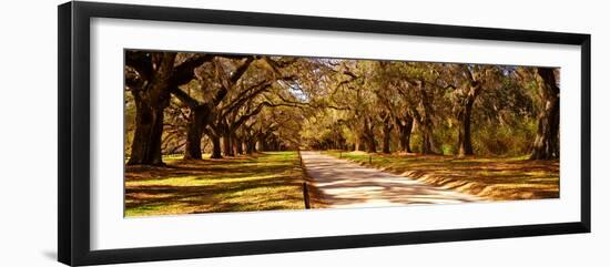 Trees in a Garden, Boone Hall Plantation, Mount Pleasant, Charleston, South Carolina, USA-null-Framed Photographic Print