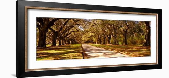 Trees in a Garden, Boone Hall Plantation, Mount Pleasant, Charleston, South Carolina, USA-null-Framed Photographic Print