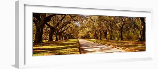 Trees in a Garden, Boone Hall Plantation, Mount Pleasant, Charleston, South Carolina, USA-null-Framed Photographic Print