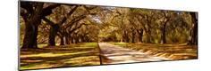 Photographic Print