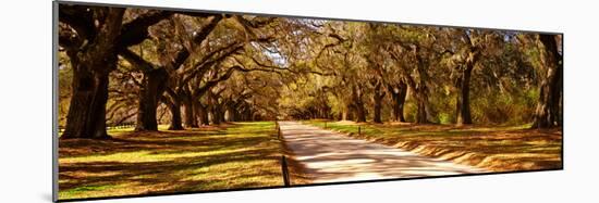 Trees in a Garden, Boone Hall Plantation, Mount Pleasant, Charleston, South Carolina, USA-null-Mounted Photographic Print