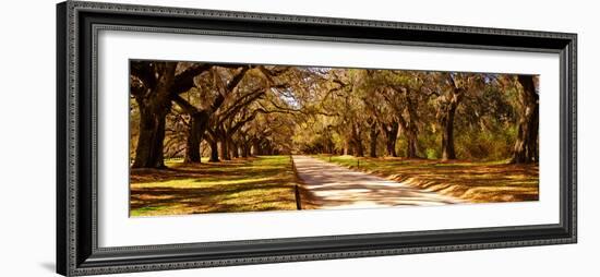 Trees in a Garden, Boone Hall Plantation, Mount Pleasant, Charleston, South Carolina, USA-null-Framed Photographic Print