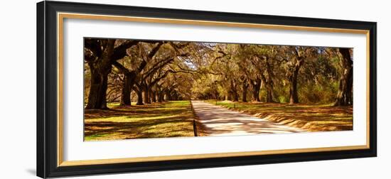 Trees in a Garden, Boone Hall Plantation, Mount Pleasant, Charleston, South Carolina, USA-null-Framed Photographic Print