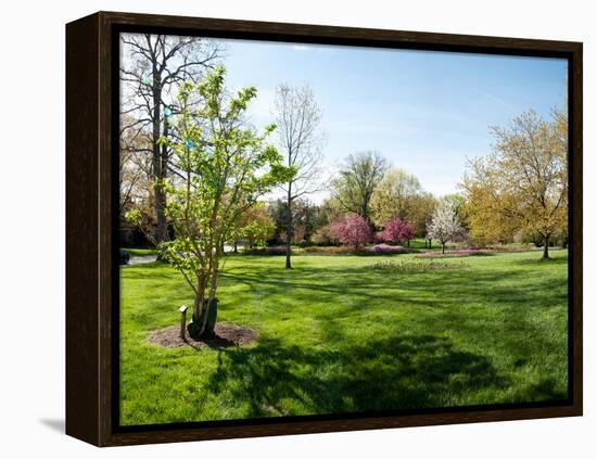 Trees in a Garden, Sherwood Gardens, Baltimore, Maryland, USA-null-Framed Stretched Canvas