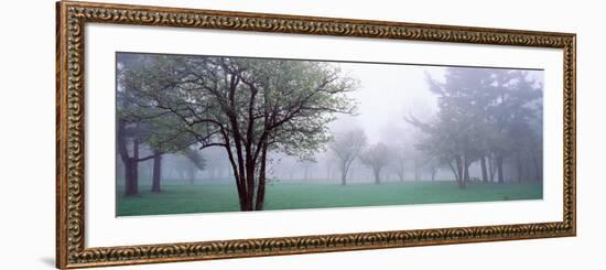 Trees in a Park, Chestnut Ridge County Park, Orchard Park, Erie County, New York State, USA-null-Framed Photographic Print