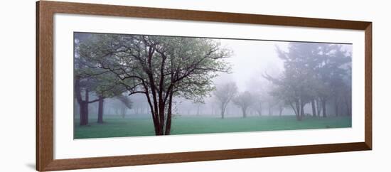 Trees in a Park, Chestnut Ridge County Park, Orchard Park, Erie County, New York State, USA-null-Framed Photographic Print