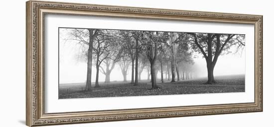 Trees in a Park During Fog, Wandsworth Park, Putney, London, England-null-Framed Photographic Print