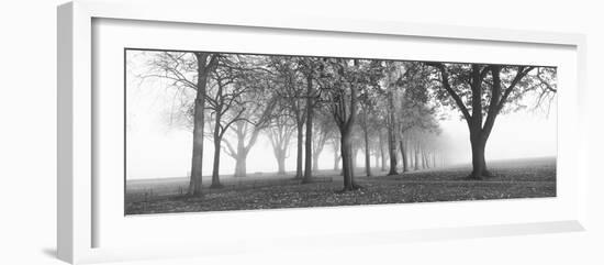 Trees in a Park During Fog, Wandsworth Park, Putney, London, England-null-Framed Photographic Print