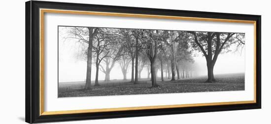 Trees in a Park During Fog, Wandsworth Park, Putney, London, England-null-Framed Photographic Print