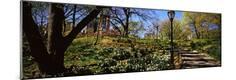 Photographic Print