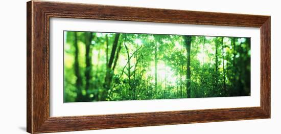 Trees in a Rainforest, Arenal Region, Costa Rica-null-Framed Photographic Print