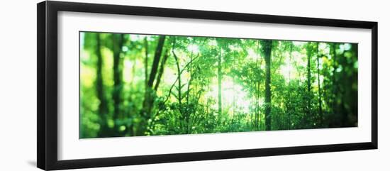 Trees in a Rainforest, Arenal Region, Costa Rica-null-Framed Photographic Print