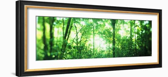 Trees in a Rainforest, Arenal Region, Costa Rica-null-Framed Photographic Print