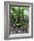 Trees in a Rainforest, Costa Rica-null-Framed Photographic Print