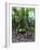 Trees in a Rainforest, Costa Rica-null-Framed Photographic Print