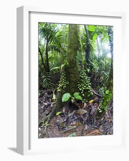 Trees in a Rainforest, Costa Rica-null-Framed Photographic Print