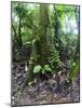 Trees in a Rainforest, Costa Rica-null-Mounted Photographic Print