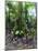 Trees in a Rainforest, Costa Rica-null-Mounted Photographic Print