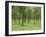 Trees in a Rubber Plantation at Vung Tau, Vietnam, Indochina, Southeast Asia-Tim Hall-Framed Photographic Print