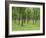 Trees in a Rubber Plantation at Vung Tau, Vietnam, Indochina, Southeast Asia-Tim Hall-Framed Photographic Print