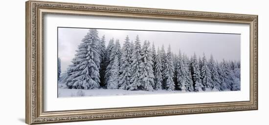 Trees in a snow covered forest, Schwarzwalder Hochwald, Germany-Panoramic Images-Framed Photographic Print