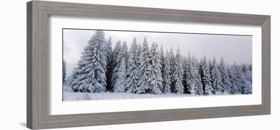 Trees in a snow covered forest, Schwarzwalder Hochwald, Germany-Panoramic Images-Framed Photographic Print