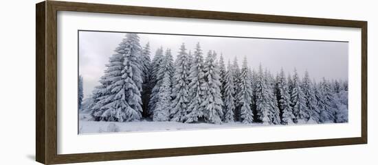 Trees in a snow covered forest, Schwarzwalder Hochwald, Germany-Panoramic Images-Framed Photographic Print