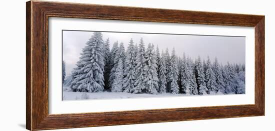 Trees in a snow covered forest, Schwarzwalder Hochwald, Germany-Panoramic Images-Framed Photographic Print