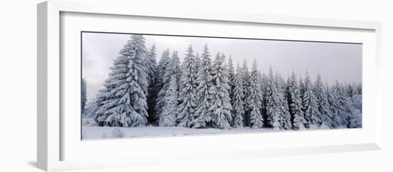 Trees in a snow covered forest, Schwarzwalder Hochwald, Germany-Panoramic Images-Framed Photographic Print