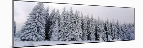 Trees in a snow covered forest, Schwarzwalder Hochwald, Germany-Panoramic Images-Mounted Photographic Print