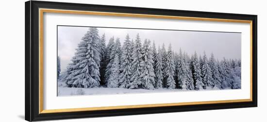 Trees in a snow covered forest, Schwarzwalder Hochwald, Germany-Panoramic Images-Framed Photographic Print
