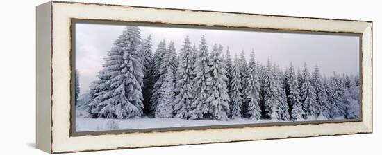 Trees in a snow covered forest, Schwarzwalder Hochwald, Germany-Panoramic Images-Framed Premier Image Canvas