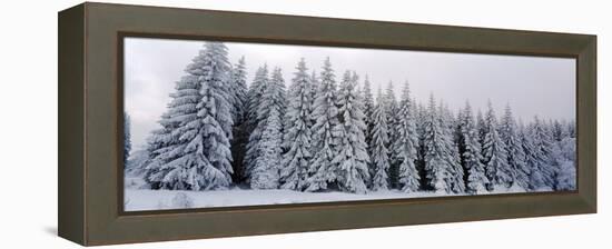 Trees in a snow covered forest, Schwarzwalder Hochwald, Germany-Panoramic Images-Framed Premier Image Canvas