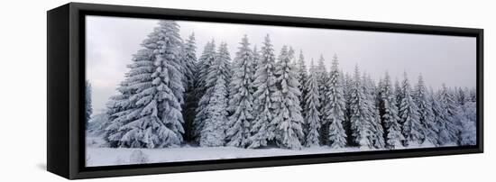 Trees in a snow covered forest, Schwarzwalder Hochwald, Germany-Panoramic Images-Framed Premier Image Canvas