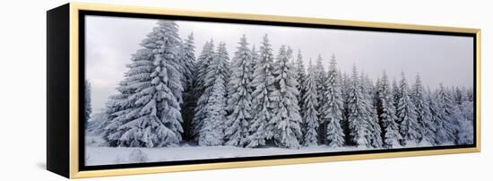 Trees in a snow covered forest, Schwarzwalder Hochwald, Germany-Panoramic Images-Framed Premier Image Canvas