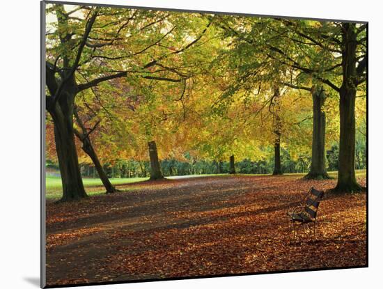 Trees in Autumn Colours and Park Bench Beside a Path at Clifton, Bristol, England, United Kingdom-Julia Bayne-Mounted Photographic Print