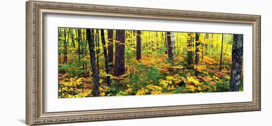 Trees in Autumn, Copper Falls State Park, Mellen, Ashland County, Wisconsin, USA-null-Framed Photographic Print