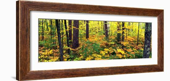 Trees in Autumn, Copper Falls State Park, Mellen, Ashland County, Wisconsin, USA-null-Framed Photographic Print