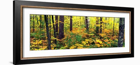 Trees in Autumn, Copper Falls State Park, Mellen, Ashland County, Wisconsin, USA-null-Framed Photographic Print