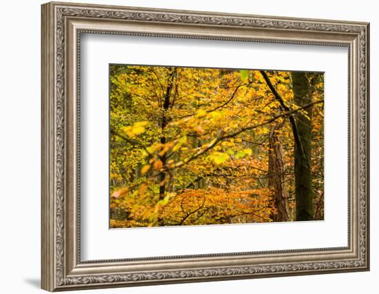 Trees in Autumn, Gragg Vale, Calder Valley, Yorkshire, England, United Kingdom, Europe-Bill Ward-Framed Photographic Print