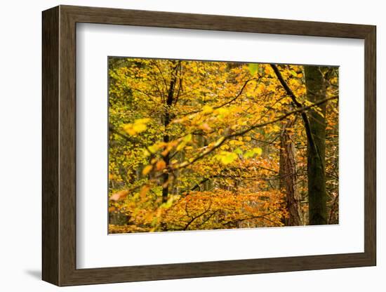 Trees in Autumn, Gragg Vale, Calder Valley, Yorkshire, England, United Kingdom, Europe-Bill Ward-Framed Photographic Print