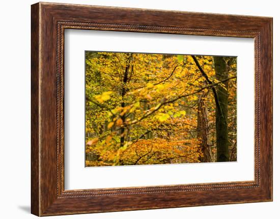 Trees in Autumn, Gragg Vale, Calder Valley, Yorkshire, England, United Kingdom, Europe-Bill Ward-Framed Photographic Print