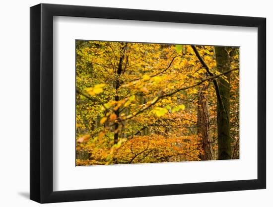 Trees in Autumn, Gragg Vale, Calder Valley, Yorkshire, England, United Kingdom, Europe-Bill Ward-Framed Photographic Print