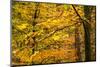 Trees in Autumn, Gragg Vale, Calder Valley, Yorkshire, England, United Kingdom, Europe-Bill Ward-Mounted Photographic Print