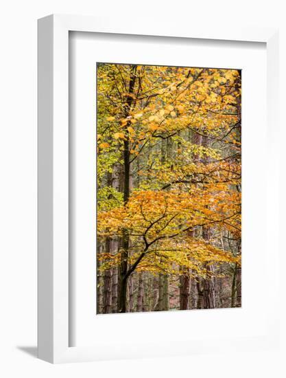 Trees in Autumn, Gragg Vale, Calder Valley, Yorkshire, England, United Kingdom, Europe-Bill Ward-Framed Photographic Print