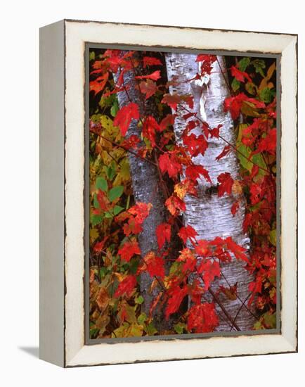Trees in Autumn, White Mountains, New Hampshire, USA-Dennis Flaherty-Framed Premier Image Canvas