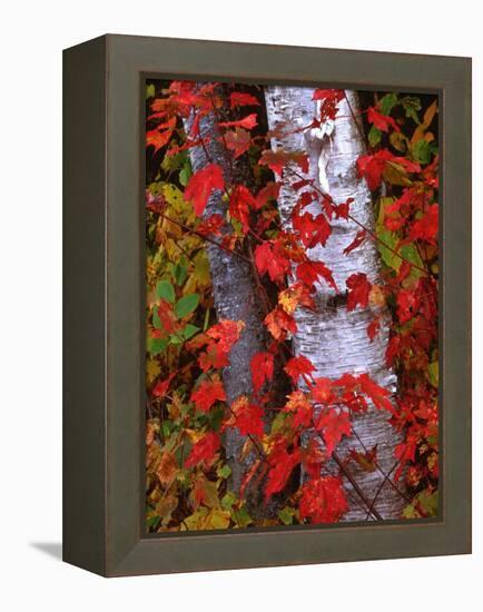 Trees in Autumn, White Mountains, New Hampshire, USA-Dennis Flaherty-Framed Premier Image Canvas