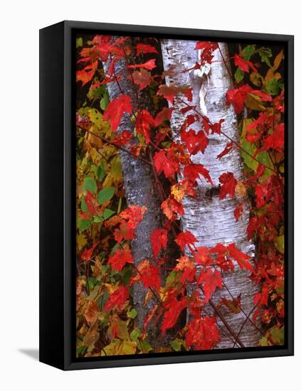 Trees in Autumn, White Mountains, New Hampshire, USA-Dennis Flaherty-Framed Premier Image Canvas